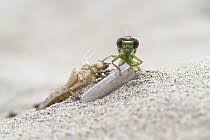 Attēlu rezultāti vaicājumam “Gomphus flavipes”