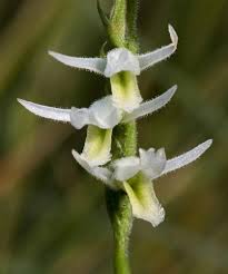 Attēlu rezultāti vaicājumam “Trichia longipalpis sessile”