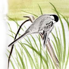 Image result for Motacilla alba