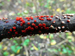 Attēlu rezultāti vaicājumam “Nectria cinnabarina”