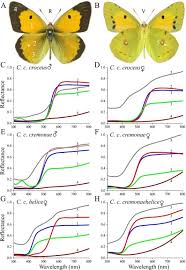 Attēlu rezultāti vaicājumam “Colias croceus underside”