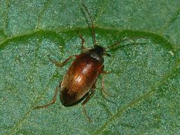 Attēlu rezultāti vaicājumam “Isomira murina”