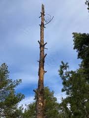 Attēlu rezultāti vaicājumam “Diplomitoporus flavescens”