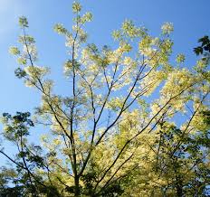 Attēlu rezultāti vaicājumam “Phellodendron amurense bud”