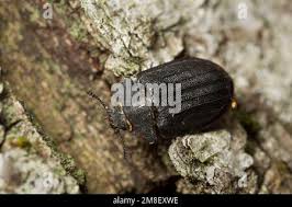 Attēlu rezultāti vaicājumam “Peltis grossa”