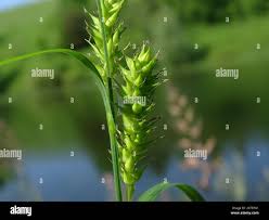 Attēlu rezultāti vaicājumam “Carex atherodes”