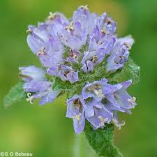 Attēlu rezultāti vaicājumam “Campanula cervicaria flower”