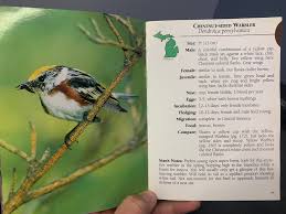 Image result for Dendroica pensylvanica