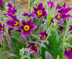 Attēlu rezultāti vaicājumam “Pulsatilla patens”