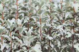 Attēlu rezultāti vaicājumam “Elaeagnus commutata”