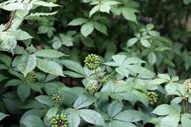 Attēlu rezultāti vaicājumam “Eleutherococcus sessiliflorus”