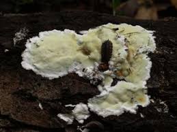 Attēlu rezultāti vaicājumam “Gloeoporus pannocinctus”