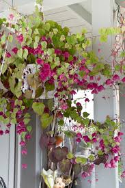 Image result for Rhodochiton atrosanguineum