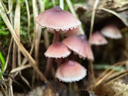 Attēlu rezultāti vaicājumam “Mycena haematopus”