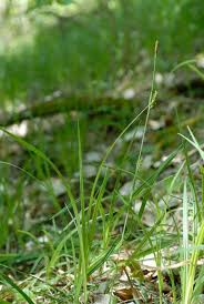 Attēlu rezultāti vaicājumam “Carex pilosa”