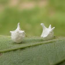 Attēlu rezultāti vaicājumam “Paidiscura pallens”