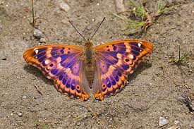 Attēlu rezultāti vaicājumam “Apatura ilia male”