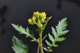 Attēlu rezultāti vaicājumam “Rorippa palustris”