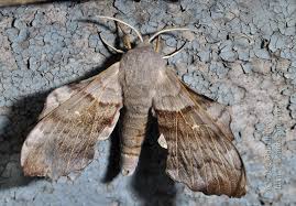 Attēlu rezultāti vaicājumam “Laothoe populi imago”