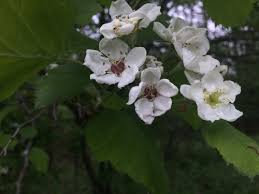 Attēlu rezultāti vaicājumam “Crataegus submollis flower”