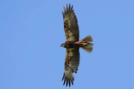 Attēlu rezultāti vaicājumam “Circus aeruginosus”