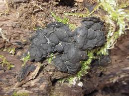 Attēlu rezultāti vaicājumam “Kretzschmaria deusta”