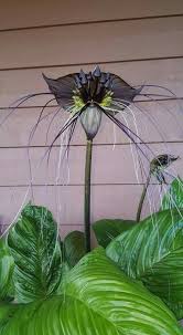 Image result for Tacca chantrieri