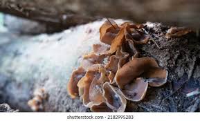 Attēlu rezultāti vaicājumam “Peziza repanda”