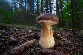 Attēlu rezultāti vaicājumam “Vouauxiomyces santessonii”