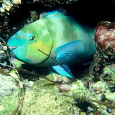 Image result for Scarus ferrugineus