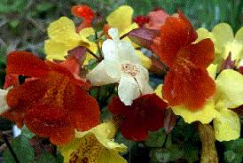 Image result for Mimulus x hybrida