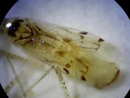 Attēlu rezultāti vaicājumam “Dicyphus nymph”