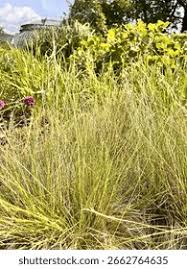 Attēlu rezultāti vaicājumam “Nardus stricta flower”