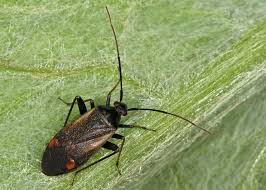 Attēlu rezultāti vaicājumam “Adelphocoris seticornis”