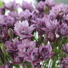 Attēlu rezultāti vaicājumam “Anemone x lipsiensis leaf”