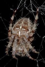 Attēlu rezultāti vaicājumam “Araneus diadematus female”