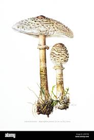 Attēlu rezultāti vaicājumam “Macrolepiota procera”