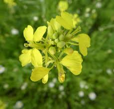 Attēlu rezultāti vaicājumam “Sinapis arvensis fruit”