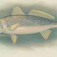 Image result for Cynoscion regalis