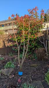 Attēlu rezultāti vaicājumam “Kalopanax septemlobus fruit”