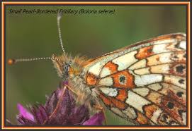 Attēlu rezultāti vaicājumam “Lophocolea minor macro”