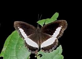 Attēlu rezultāti vaicājumam “Hoplia parvula imago”