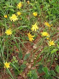Attēlu rezultāti vaicājumam “Hieracium murorum flower”
