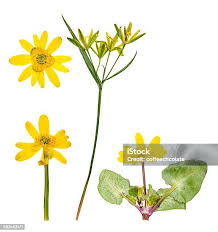 Attēlu rezultāti vaicājumam “Tragopogon heterospermus flower”