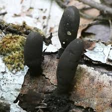 Attēlu rezultāti vaicājumam “Xylaria polymorpha”