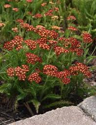 Attēlu rezultāti vaicājumam “Anthyllis maritima leaf”