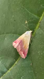 Attēlu rezultāti vaicājumam “Mniotype satura”