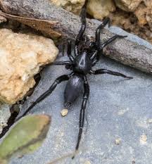 Attēlu rezultāti vaicājumam “Gnaphosidae”