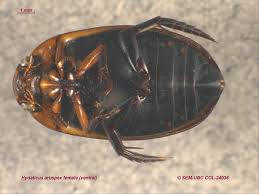 Attēlu rezultāti vaicājumam “Hydaticus transversalis”