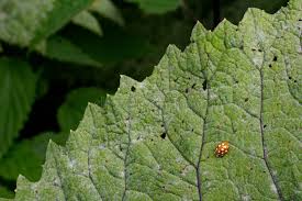 Attēlu rezultāti vaicājumam “Halyzia sedecimguttata”